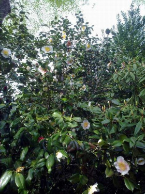 Kopie_von_280420102123C.japonicaKyo_Nishiki.jpg