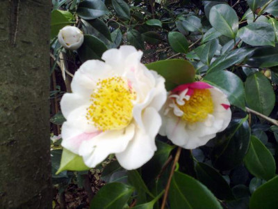 Kopie_von_280420102125C.japonicaNioi_Fubuki.jpg