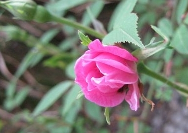 Clb_Pompom_de_Paris__IMG_3887.jpg