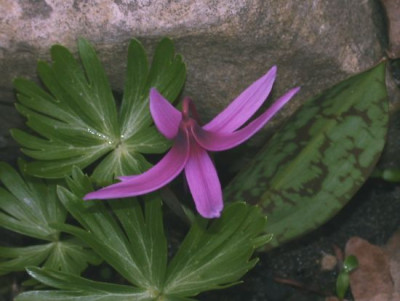 Erythronium_dens-canis_rosa002.jpg