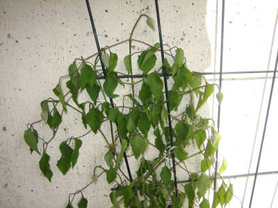 Clematis_heute.jpg