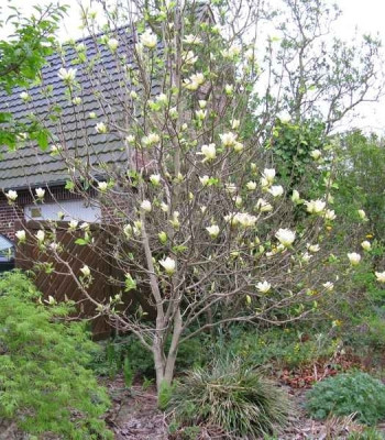 Magnolia_Yellow_River_Ganzkorper_800x600.jpg