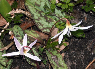 Erythronium_dens-canis_weiss002.jpg