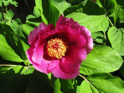 Paeonia_daurica_800x600.jpg