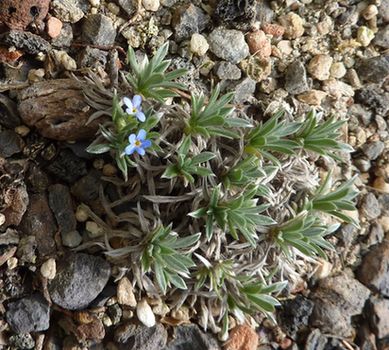 Eritrichium_howardii_fars_2010.jpg