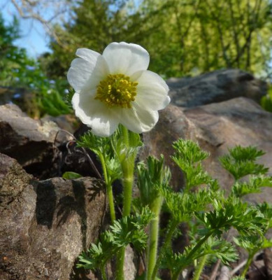 Pulsatilla_bungeana_fars_2010.jpg