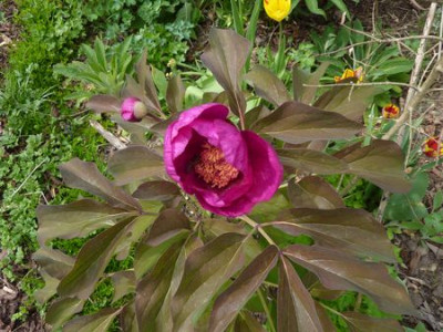 Paeonia_daurica_ssp._coriifolia_fars_2010.jpg