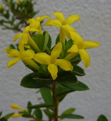 Daphne_aurantiaca_fars_2010.jpg