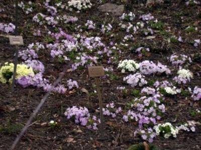 Primula_vulg._ssp.sibthorpii_3Karnevalsprimel003.jpg