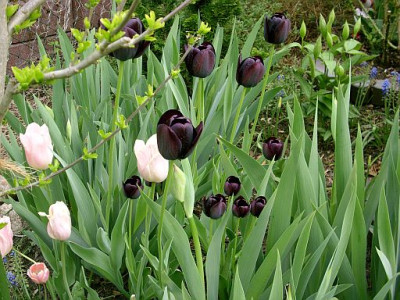 tulpen_2009-04-28_267.jpg