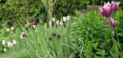 tulpen_2009-04-28_265a.jpg