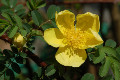 Rosa_hugonis_0010__64022.jpg