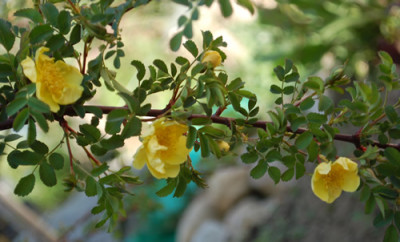 Rosa_hugonis_0011__64027.jpg
