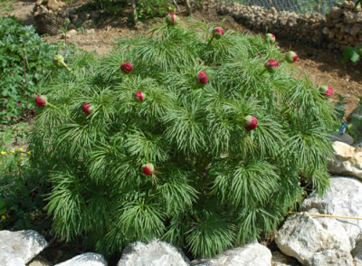 Paonia_tenuifolia_0010__64020.jpg
