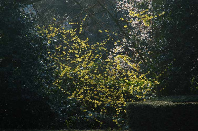 fruelingskontrast_N10767.jpg