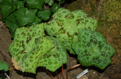 Podophyllum_0010__4138.jpg