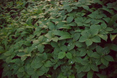 paris_quadrifolia_wald_viele.jpg