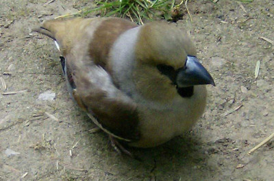 unbekannter-Vogel.jpg