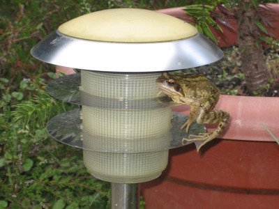 Lampenfrosch.jpg