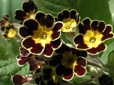 Primula_vulgaris_Gold_Laced.jpg