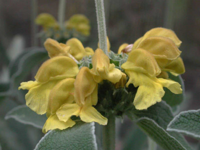 Phlomis_fruticosa.jpg