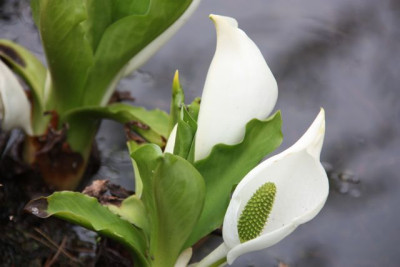 Lysichiton_c..jpg
