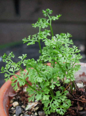 Asplenium_fissum_30.4.10._036.jpg