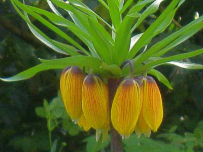 Fritillaria_imp._Striped_Beauty_IMG_5487.JPG