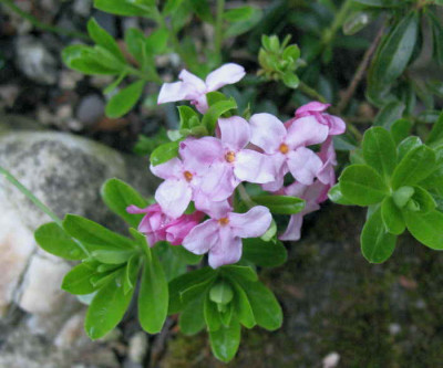 Daphne_x_susannae_30.4.10._089.jpg