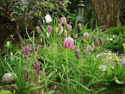 schachbrettblumen.jpg