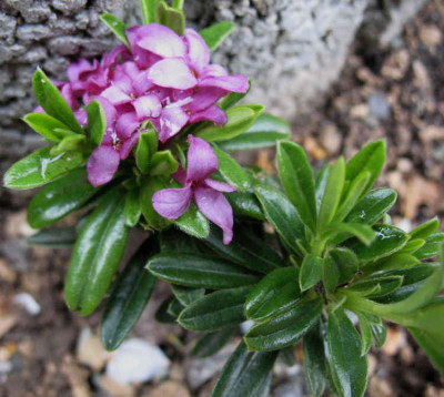 Daphne_x_susannae_Cheriton_30.4.10._092.jpg
