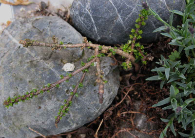 Daphne_x_thauma__30.4.10._094.jpg