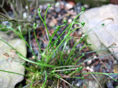 Asplenium_septentrionale_30.4.10._071.jpg