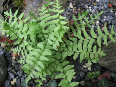 Blechnum_corralense_30.4.10._068.jpg