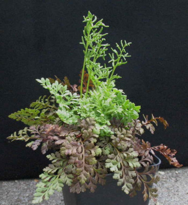 Cryptogramma_acrostichoides__30.4.10.a_002.jpg