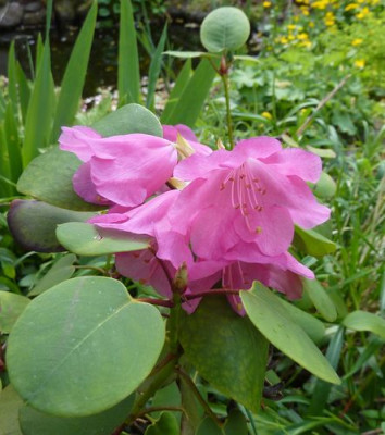 Rhododendron_orbiculare_fars_2010.jpg