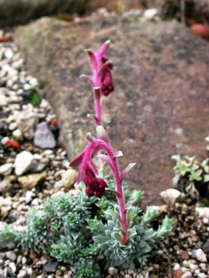 Saxifraga_sempervivum.jpg