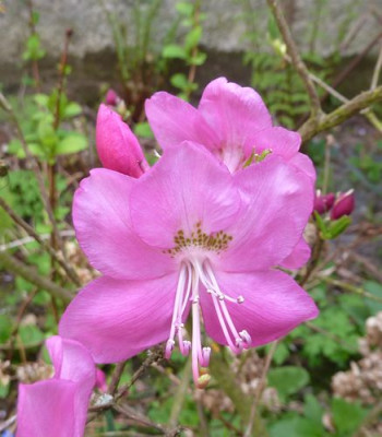 Rhododendron_albrechtii_fars_2010.jpg
