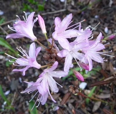 Rhododendron_racemosum_fars_2010.jpg