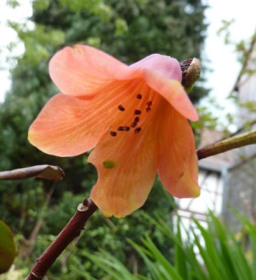 Rhododendron_cinnabarinum_concatenans_fars_2010.jpg