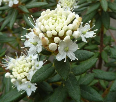 Rhododendron_groenlandicum_fars_2010.jpg