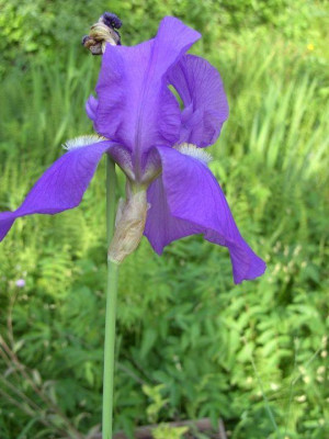 Iris_turkei2.jpg