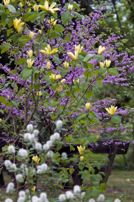 Cc_MD_2010-04-30.jpg