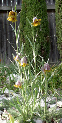comp_Fritillaria_pyrenaica_Old_Gold_30.04.10.jpg