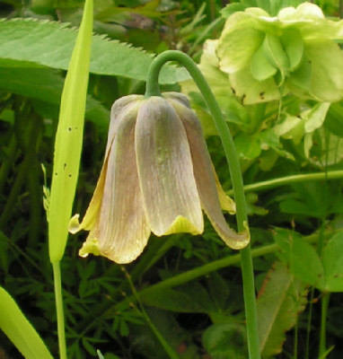 Fritillaria_pyrenaica_Old_Gold_028.jpg