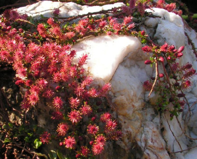 Salix_hylematica_084.jpg