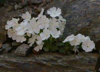 K800_Primula_Tony.JPG