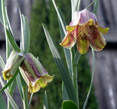 comp_Fritillaria_pyrenaica_Old_Gold_2007-04-18.jpg