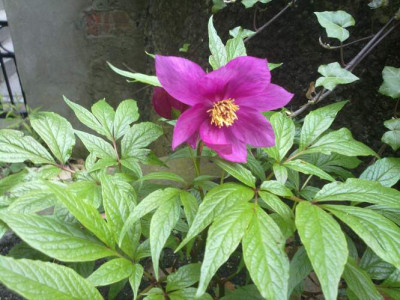 Kopie_von_300420102162Paeonia_mairei_CH7029.jpg