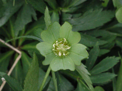 Helleborus_viridis_Blute.jpg